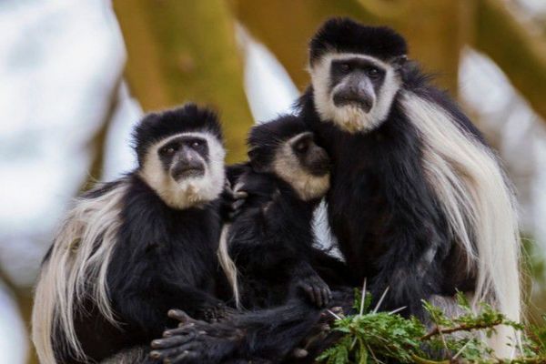 Sosyal mesafe maymunlarda da etkisini gösteriyor