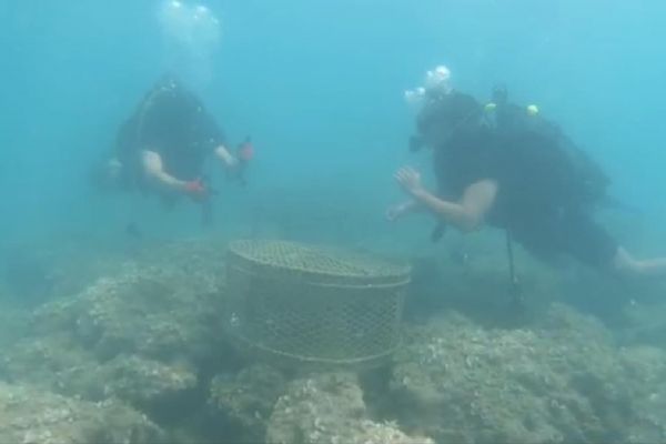 Hatay'da, yasa dışı 'balık' avlayanlara operasyon