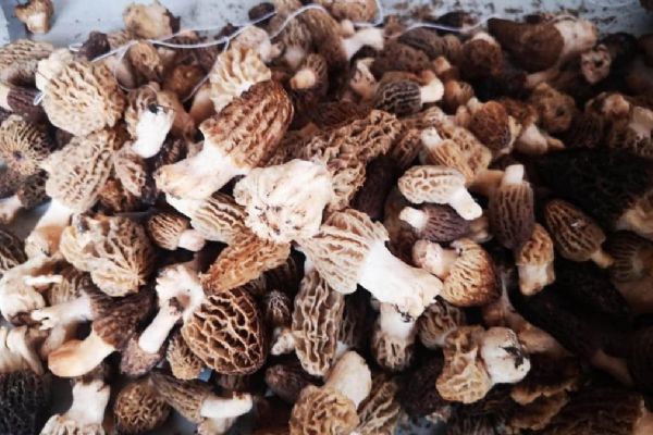 Kurutulmuş kuzugöbeği mantarı, 800 liraya satılıyor