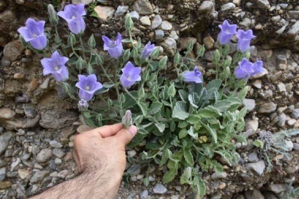 Bu çiçeği koparatan yandı! cezası çok büyük