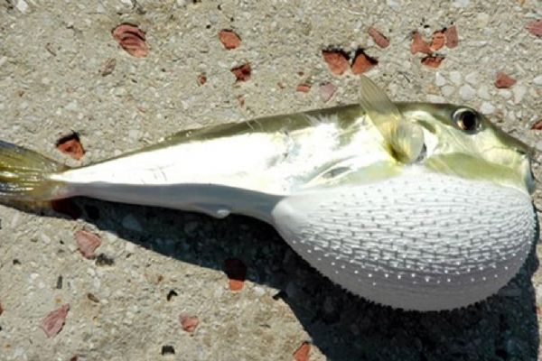 Antalya'da balon balığı yiyen 3 kişi zehirlendi