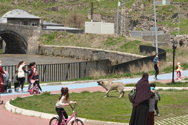 Kars’ta 40 gün sonra parka çıkan çocuğa köpek saldırdı