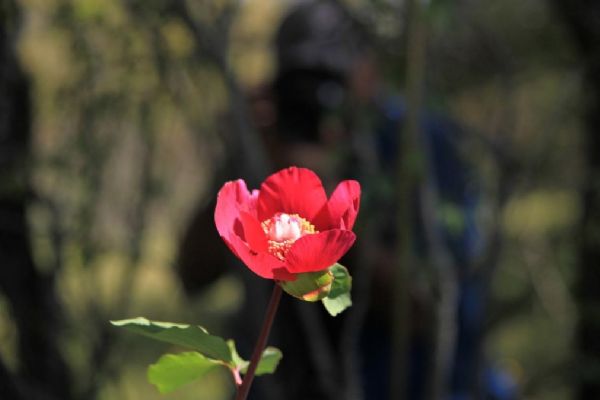 Bu çiçeği koparmanın cezası 60 bin lira