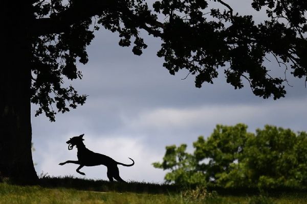 İngiltere'de köpekler, Kovid-19'u koklayarak teşhis etmeleri için eğitilecek