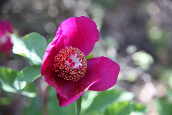 Bu çiçeği koparmanın cezası 60 bin TL!