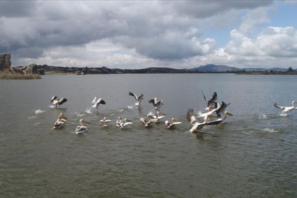 Frig Vadisi'ndeki Emre Gölü pelikanlar ile şenlendi