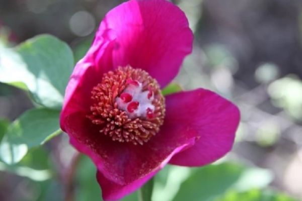 ''Ayı gülü''nü koparana 73 bin 747 lira ceza