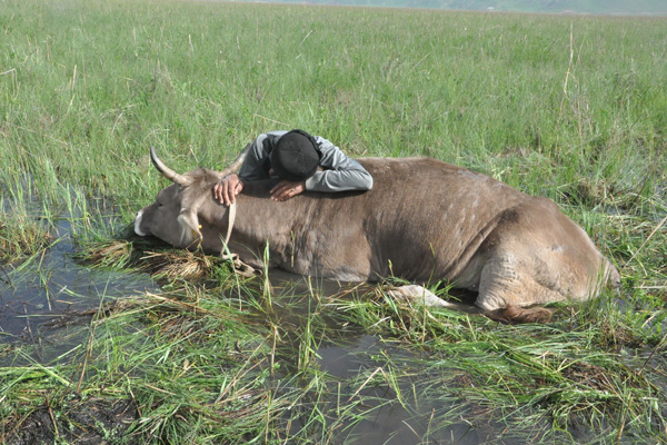Bataklığa saplanan ineğinin başından iki gündür ayrılmıyor! Yetkililerden yardım istedi