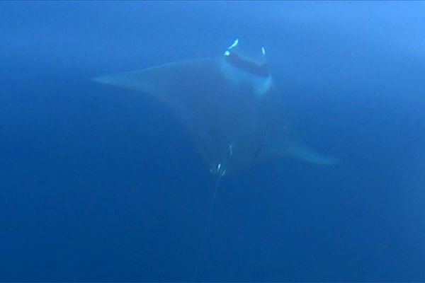 Nesli tehlike altında olan dev vatoz Gökçeada'da görüntülendi