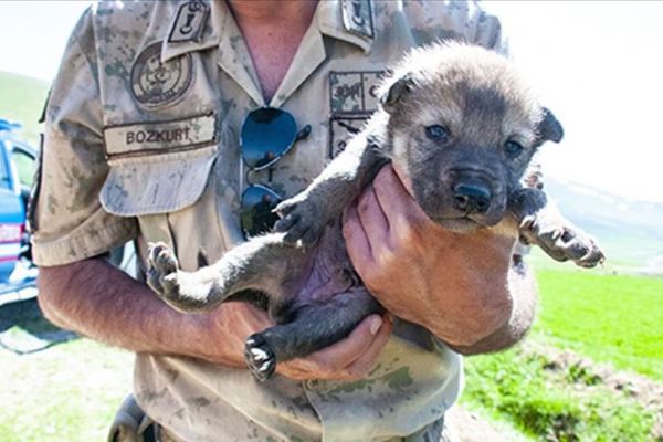 Mehmetçik dağda bulduğu kurt yavrularına sahip çıktı