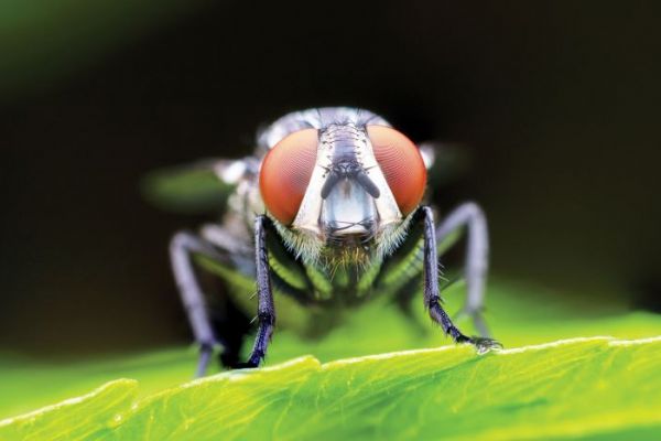 Sinek ve böceklerden korona virüsü bulaşır mı?