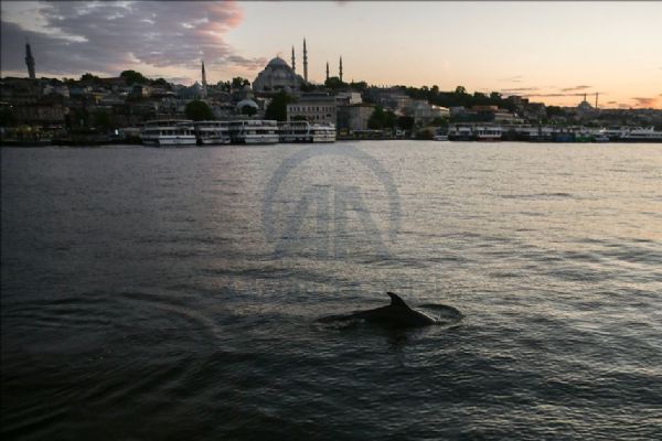 Yunuslar Haliç'te görüntülendi