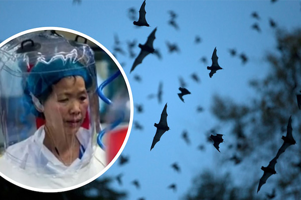 'Yarasa kadın'dan uyarı: Koronavirüs, buz dağının yalnızca görünen yüzü