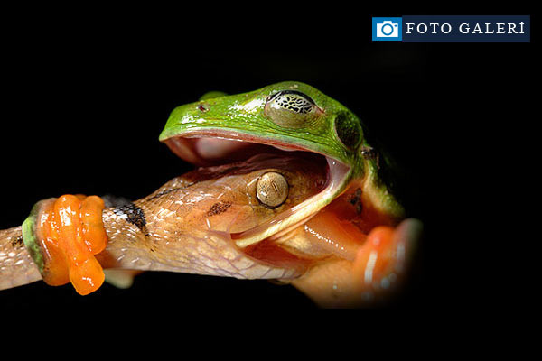 Vahşi doğada çekilmiş ödüllü fotoğraflar