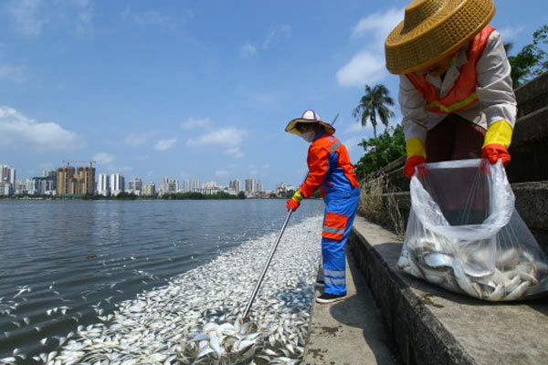 Çin’de 8 ton balık öldü