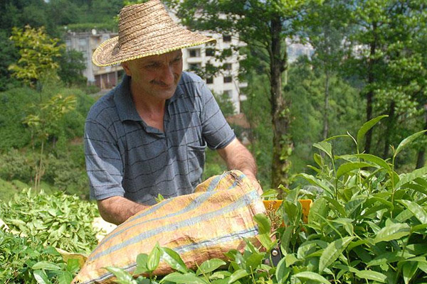 Yaş çay alım fiyatı açıklandı