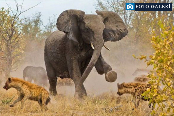 National Geographic'ten harika kareler