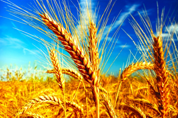 Dünya buğday ticaretinde Türkiye ilk 3'te olacak