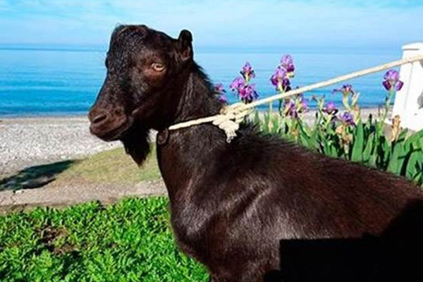 Ruslar siyah keçiye 'Obama' ismi verdi