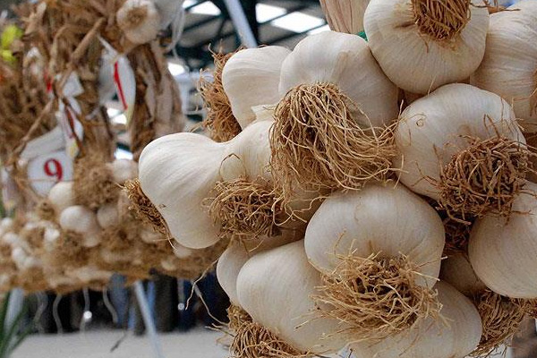 Sarımsak ve limon tansiyonu düşürür mü?