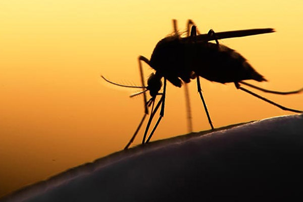 Avrupa’ya Zika virüsü uyarısı