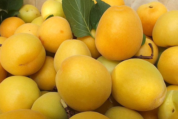 Kayısıda bu yıl 386 bin ton ürün bekleniyor