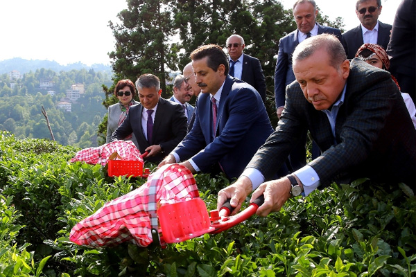 Erdoğan Rize'de çay kesti