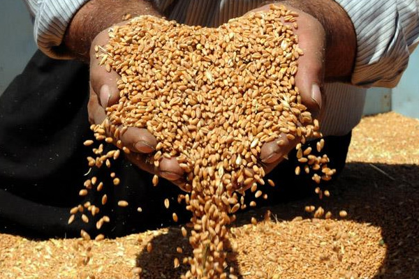 'Buğdayda GDO veya bir değişiklik yok'