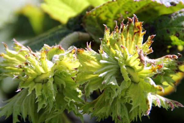 Fındıkta 'külleme hastalığı' tehdidi