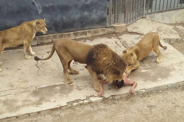 İntihar için aslanların arasına atladı