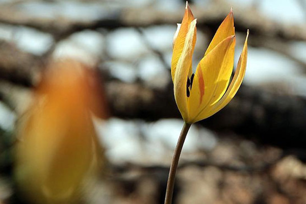 Manisa lalesinin genetiği araştırılacak