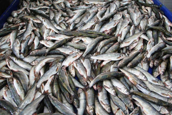 Türkiye'de balığın yüzde 70’i Karadeniz’den