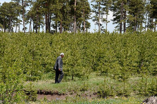 Köylüler 9 milyon fidan dikti