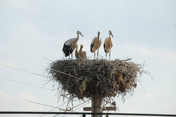 Ardahan'da elektrik direği leyleklere 'tahsis edildi'