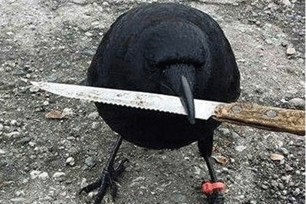 Karga, olay yerindeki bıçağı çaldı