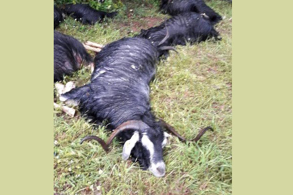 Yıldırım düştü 21 hayvan telef oldu