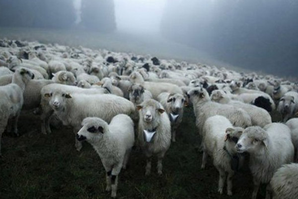 Esrar yiyen koyunlar köyün altını üstüne getirdi