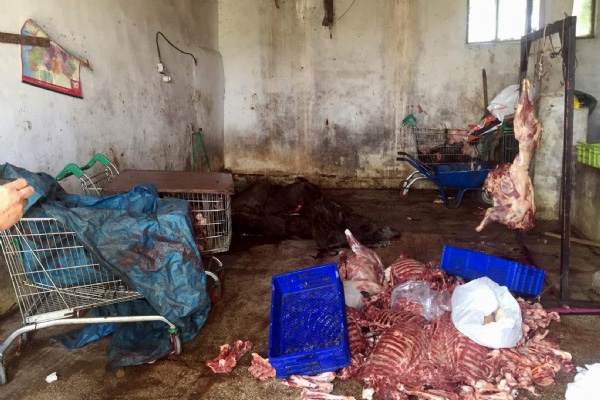 Aydın'da 5 ton domuz eti ele geçirildi