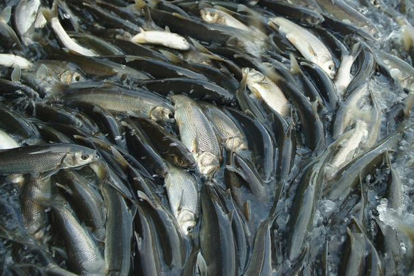 Van'da 10 ton inci kefali ele geçirildi