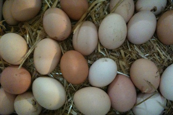 Yumurtalarda büyük oyun