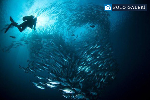Su altı dünyasından harika kareler