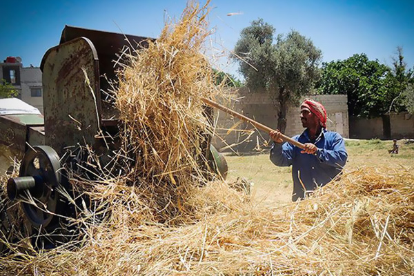 Suriye'de bombalar altında hasat