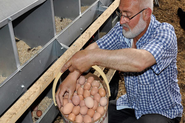 Yumurtalara kızdı, çiftlik kurdu