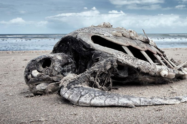 Kitlesel yok oluş, 25 kat hızlı yaşanıyor