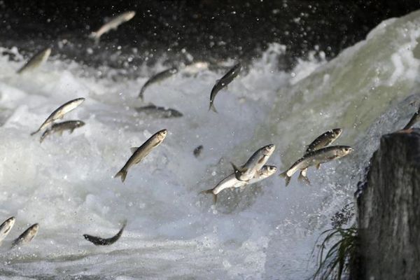 İnci kefalinin göç yolculuğunu izlemeye akın ettiler