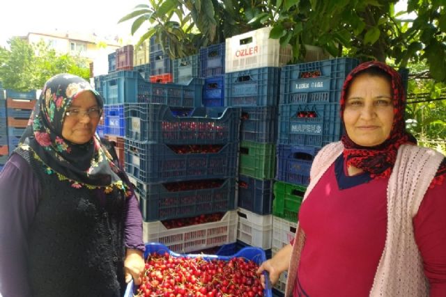 Avrupa'nın kirazı Selendi'den