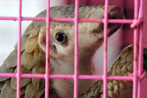 Çin geleneksel ilaç listesinden pangolin pullarını çıkardı