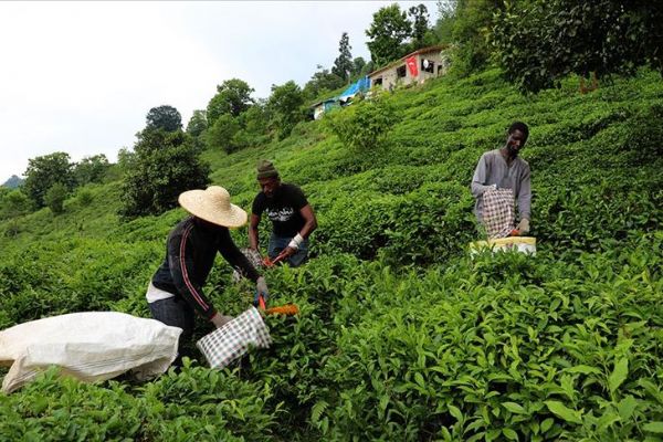 Rizeli üretici yaş çay hasadını Senegalli işçi arkadaşlarıyla gerçekleştiriyor
