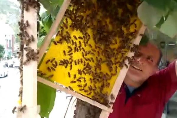 Caddedeki ağaca oğul veren arılar şaşkınlık yarattı