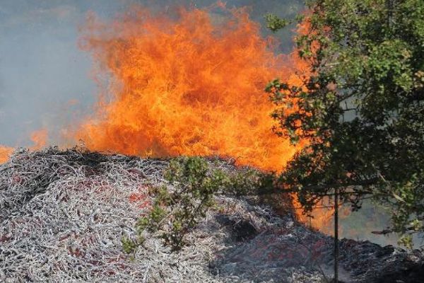 Manisa'da orman yangını